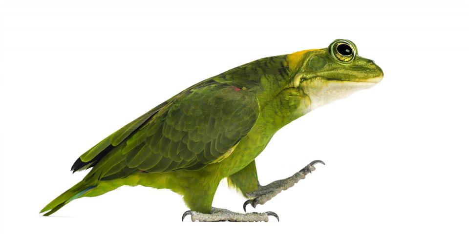 Auch ein Hybrid aus Vogel und Frosch: Der VoFro